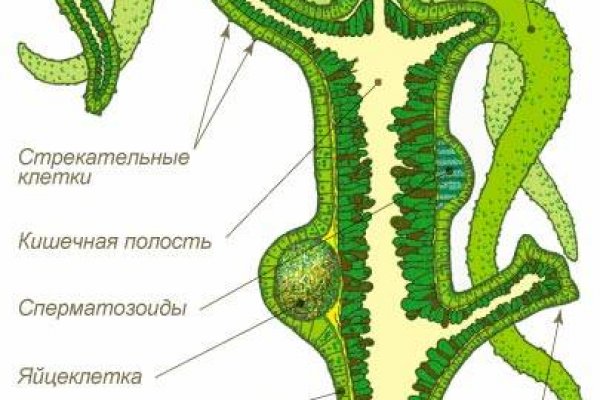 Кракен купить порошок маркетплейс